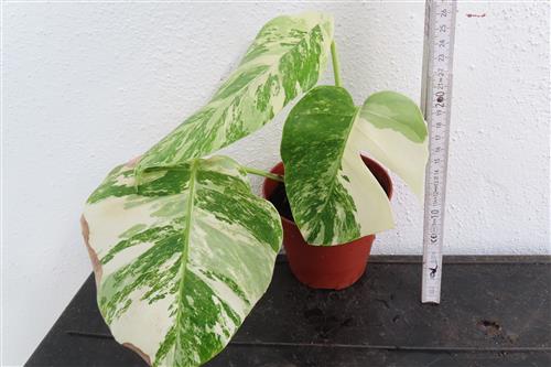 Monstera Delicosa variegata
