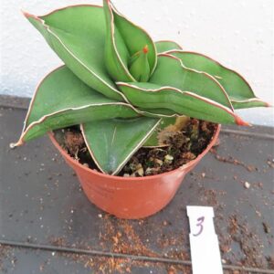 Sansevieria ehrenbergii cv. Samuarai Dwarf