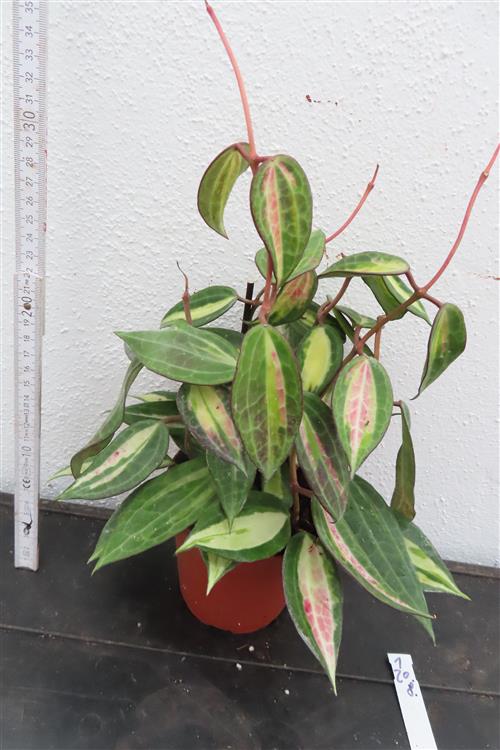 Hoya macrophylla pot of gold