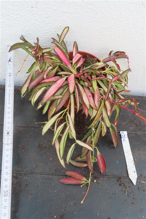 Hoya wayetii tricolour
