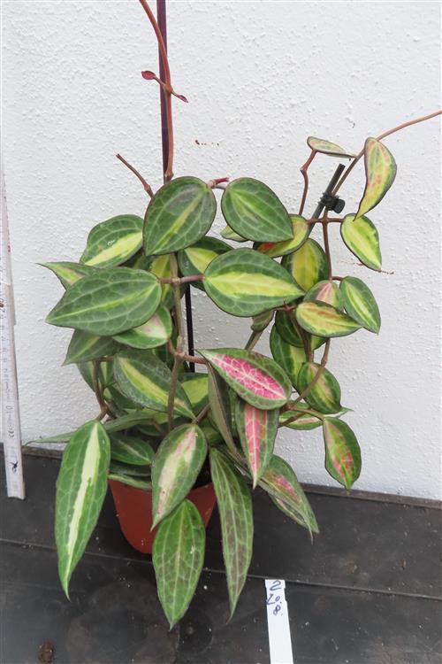 Hoya macrophylla pot of gold