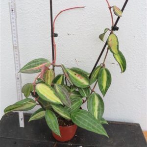 Hoya macrophylla pot of gold