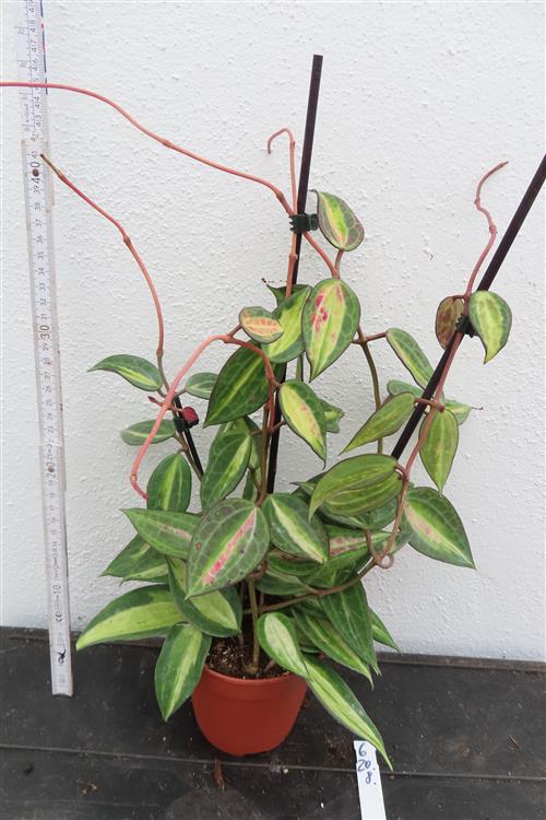 Hoya macrophylla pot of gold