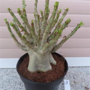 Adenium Baobab