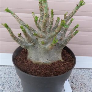 Adenium Baobab
