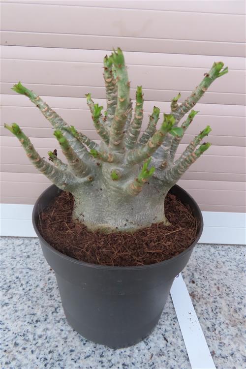 Adenium Baobab