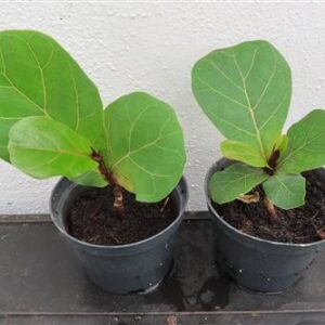 Ficus lyrata - Geigenfeige