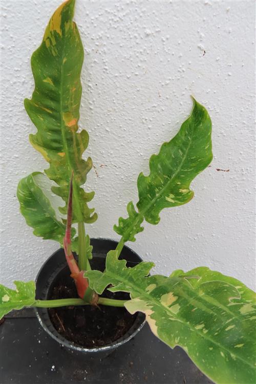 Philodendron Ring of Fire