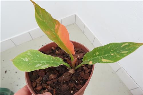 Philodendron Ring of Fire
