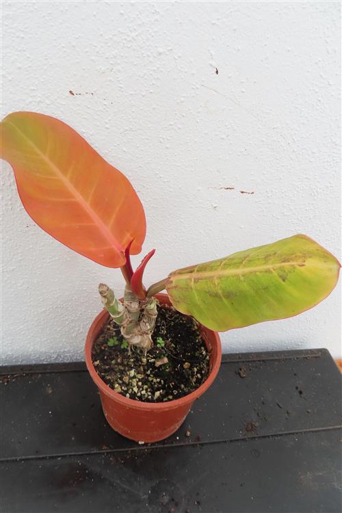 Philodendron Sunlight