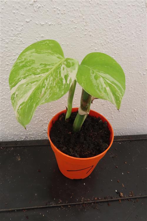 Monstera Delicosa variegata