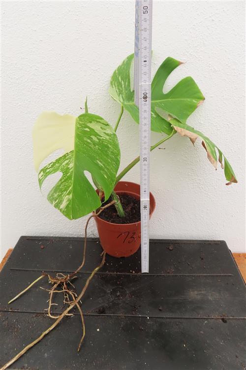 Monstera Delicosa variegata