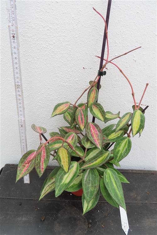 Hoya macrophylla pot of gold