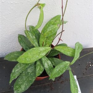 Hoya crassipetiolata splash