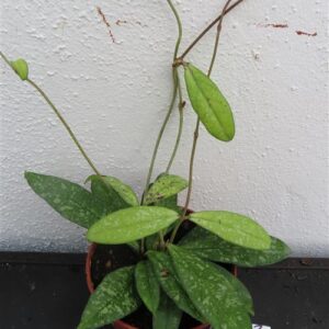 Hoya crassipetiolata splash