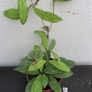 Hoya crassipetiolata splash