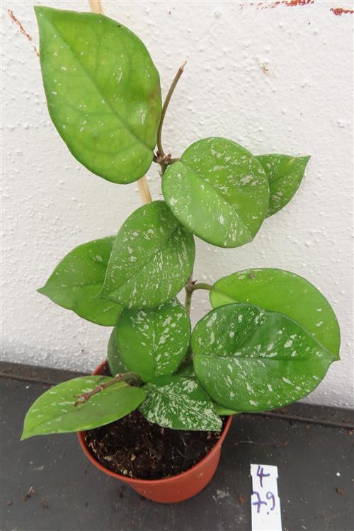 Hoya Freckles Splash