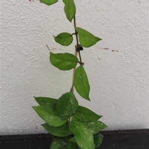 Hoya Freckles Splash