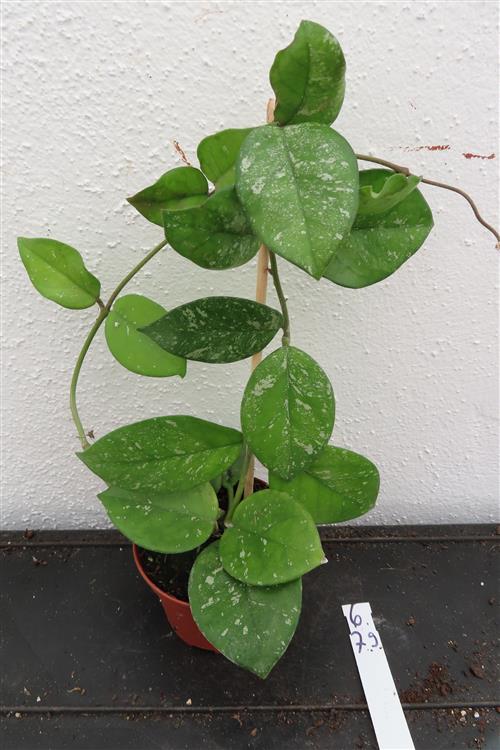 Hoya Freckles Splash