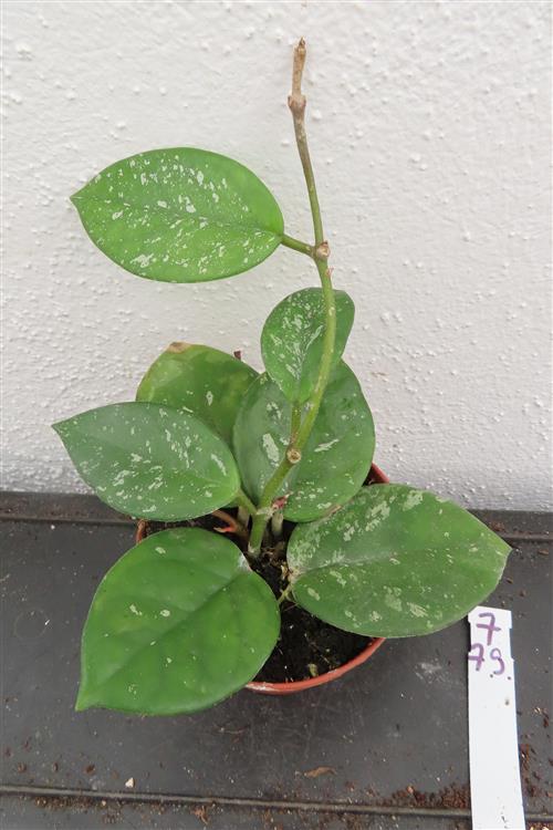 Hoya Freckles Splash