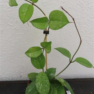 Hoya Freckles Splash