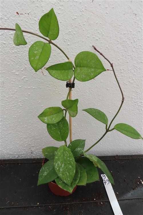 Hoya Freckles Splash