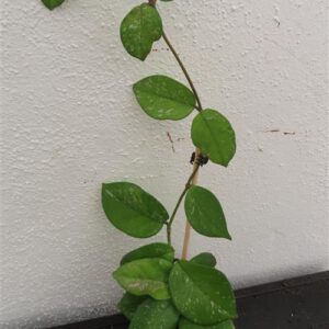 Hoya Freckles Splash
