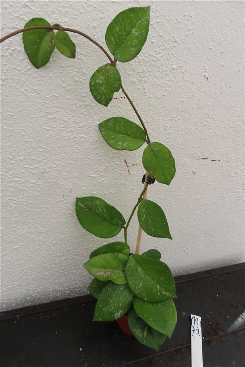 Hoya Freckles Splash