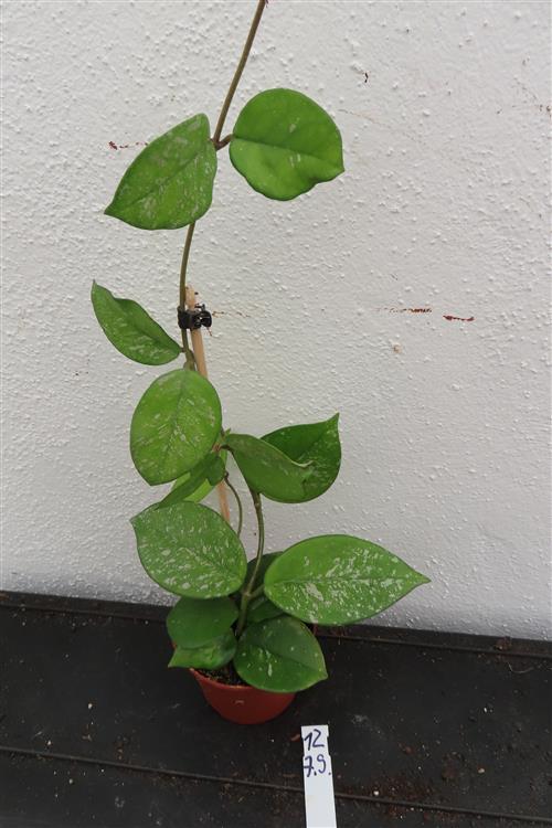 Hoya Freckles Splash