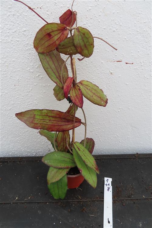 Hoya erythrina