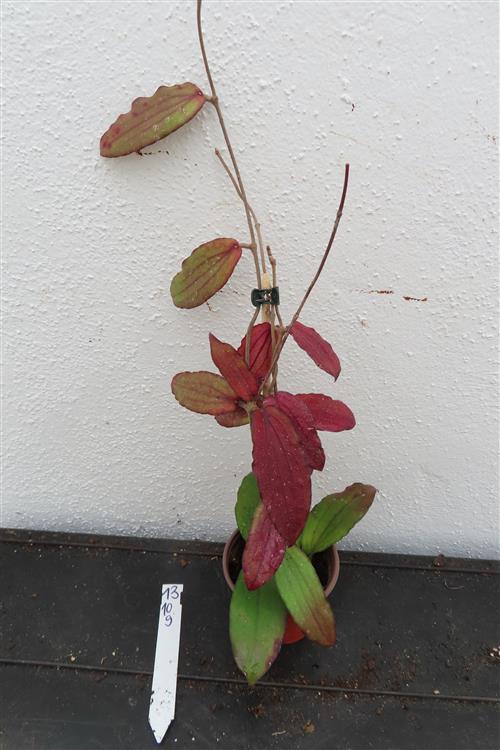 Hoya erythrina