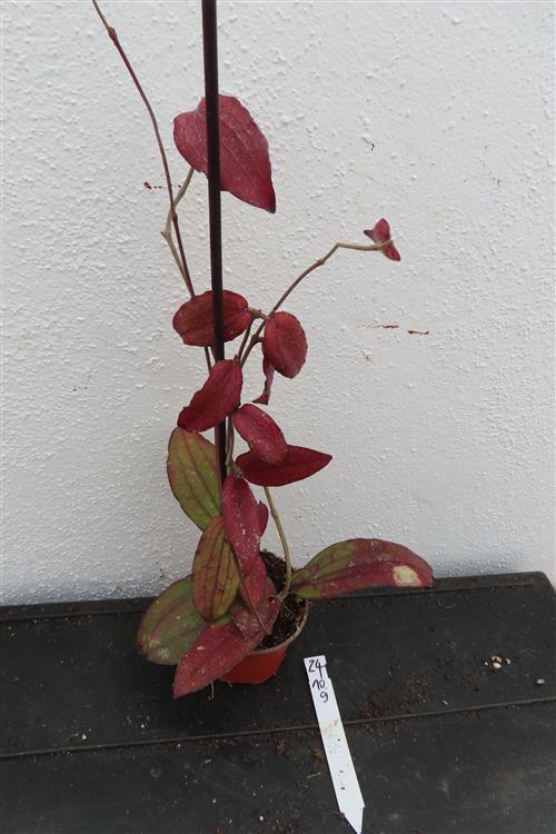 Hoya erythrina