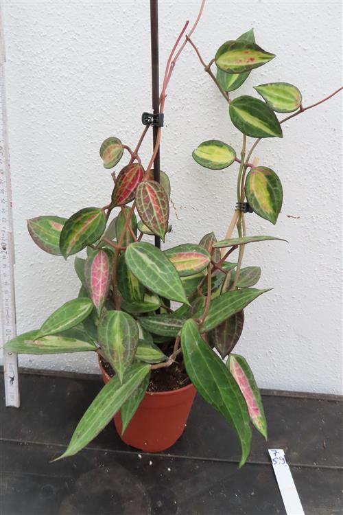 Hoya macrophylla pot of gold
