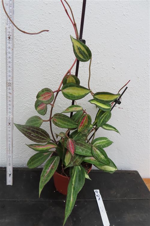 Hoya macrophylla pot of gold