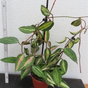 Hoya macrophylla pot of gold