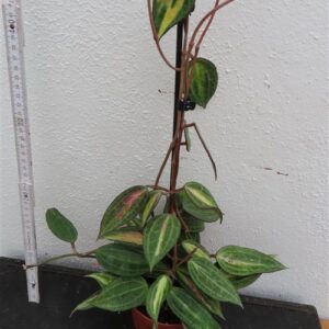 Hoya macrophylla pot of gold