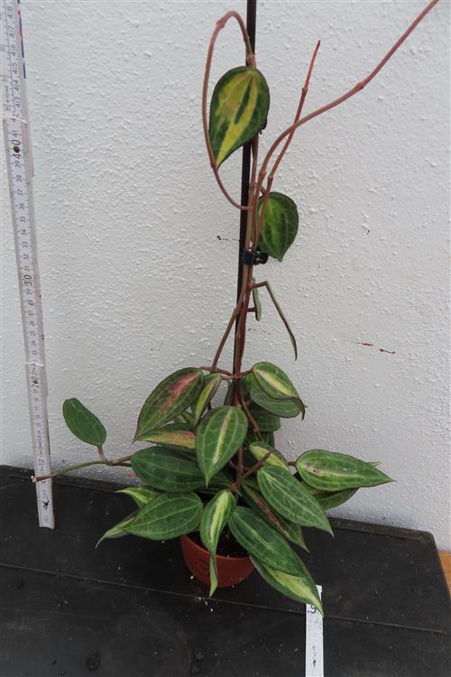 Hoya macrophylla pot of gold