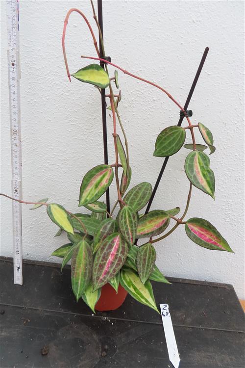Hoya macrophylla pot of gold