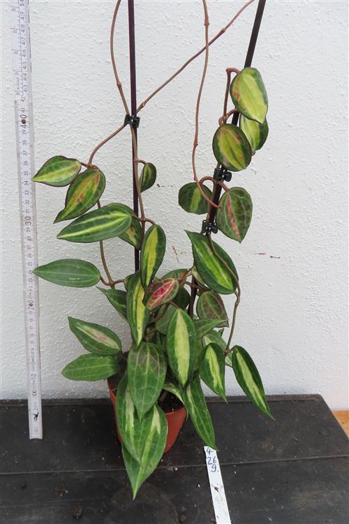 Hoya macrophylla pot of gold