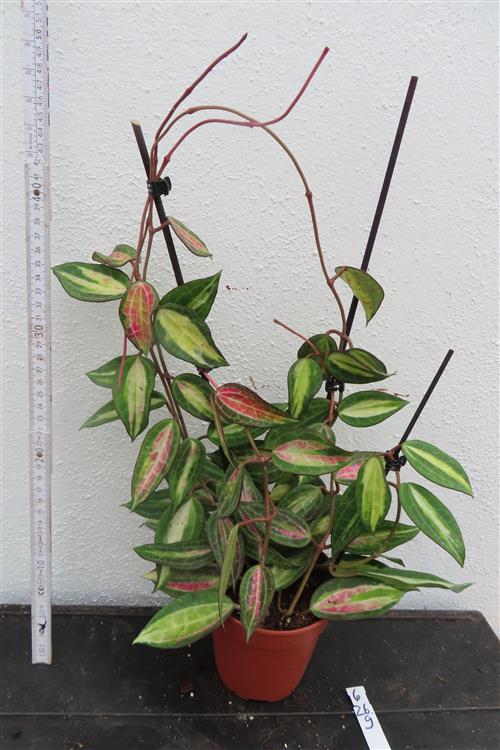 Hoya macrophylla pot of gold