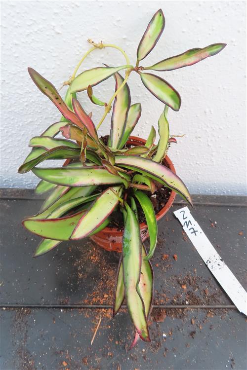 Hoya wayetii tricolour