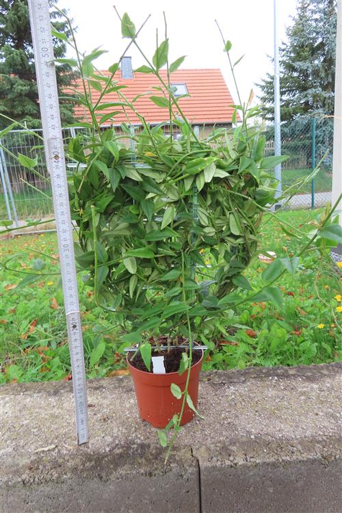 Hoya bella – Bild 2