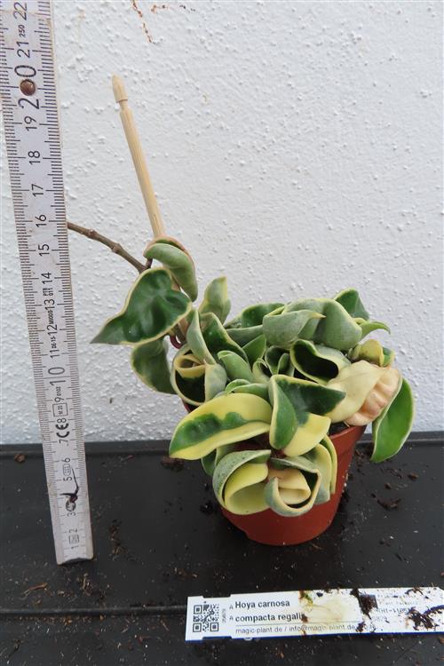 Hoya carnosa compacta regalis – Bild 2