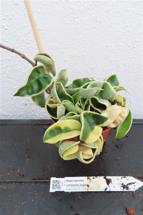 Hoya carnosa compacta regalis – Bild 3