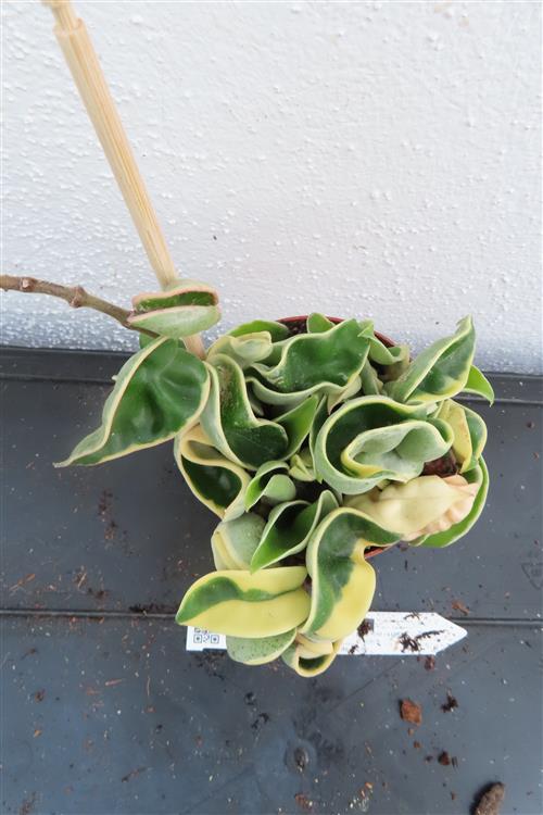 Hoya carnosa compacta regalis – Bild 5