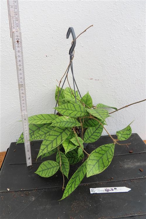 Hoya callistophylla KAL 16 Star of Samoa – Bild 2