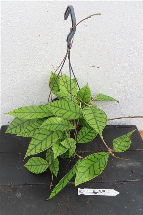 Hoya callistophylla KAL 16 Star of Samoa – Bild 3