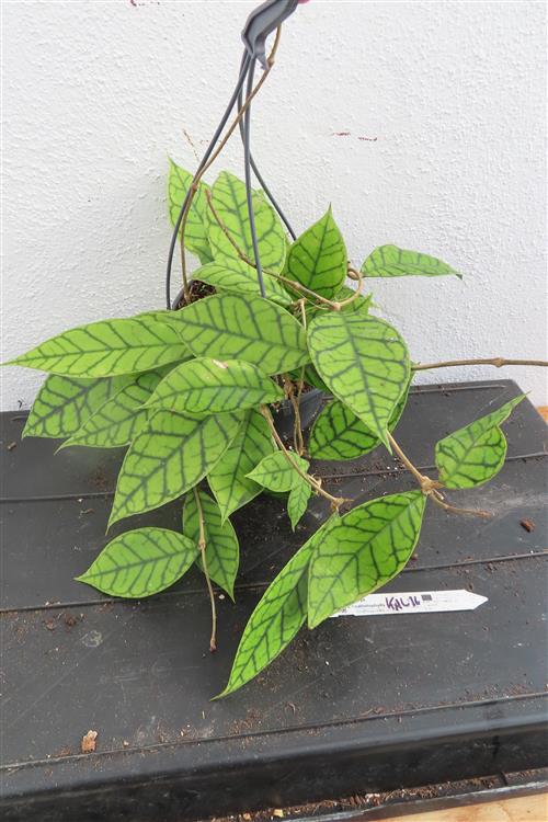 Hoya callistophylla KAL 16 Star of Samoa – Bild 4