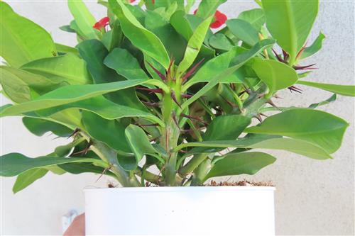 Euphorbia milii vulcanus – Bild 2