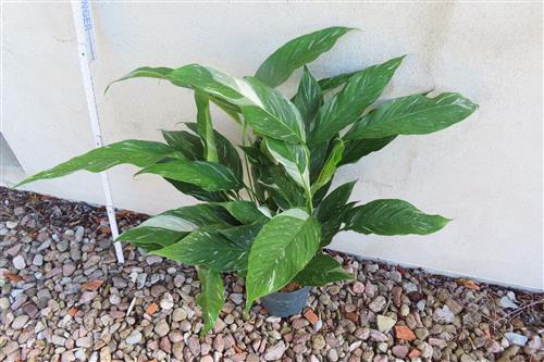 Spathiphyllum diamond variegata – Bild 3